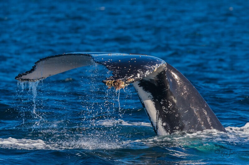 Elegant Fluke. 0A3A8785 - 2025 Whales