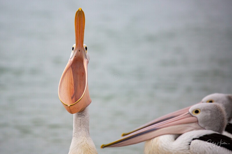 Pelican Yawn 4