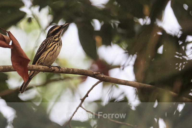 Streaked Flycatcher, Pantanal, Brazil - Streaked Flycatcher