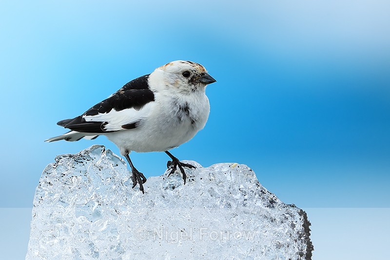 Snow Bunting (male) on ice, Jokulsarlon, Iceland - Snow Bunting