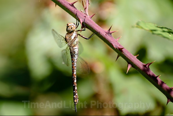 Female Migrant hawker - Dragonflies & Damselflies