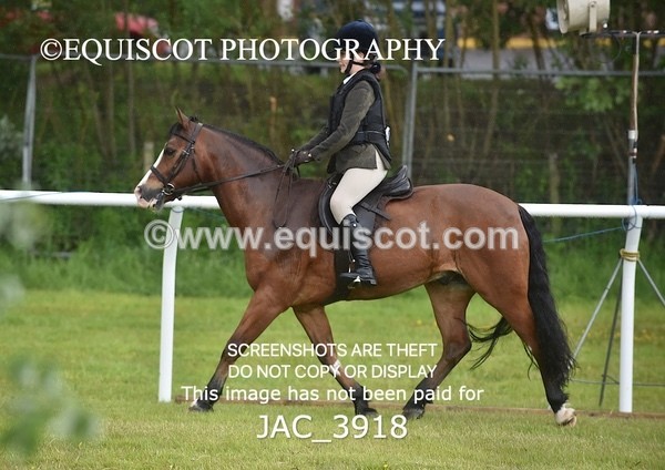 JAC_3918 - 55cm WORKING HUNTER