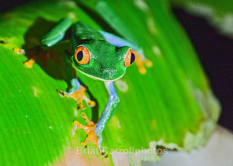 Red Eyed Tree Frog, Costa Rica - Costa Rican Wildlife