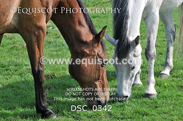 DSC_0342 - ARCHIVE REQUEST - Quincy and Guinness