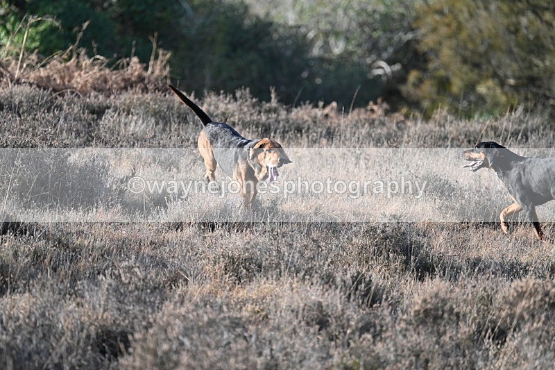 WJ7_7892 - Line 3 (no line 4 or 5)