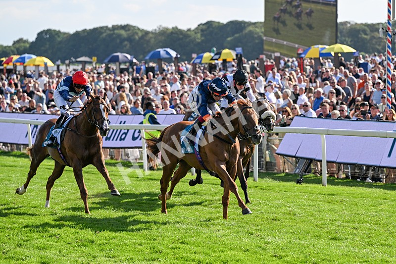 220826-Race 6-Sale Shark-1554 - Race 6 16.45pm Julia Graves Roses Stakes