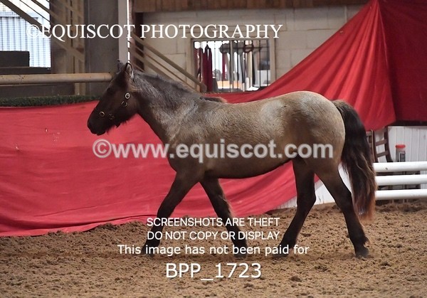 BPP_1723 - MORNING 9AM - 12PM