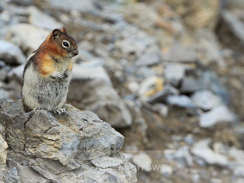 Golden-mantled Ground Squirrel standing upright, Sulphur Mountain - Squirrel