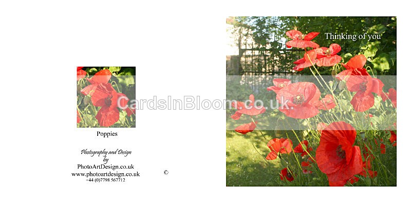 407 Poppies - Thinking of You - Thinking of You