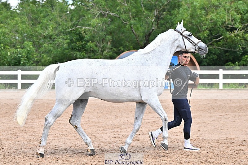 240718A-105254-01296 - Trot Up 12pm to 1pm