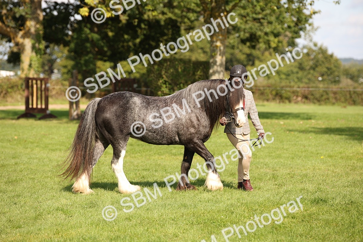 SBM_62276 - S55 - Traditional Cob In Hand
