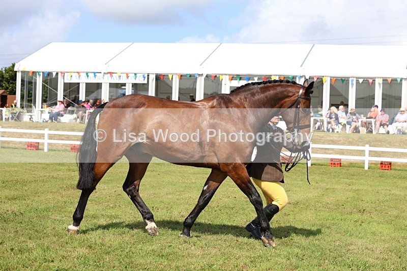 3E7A9546 - Class 4: Rising Star M/H Hunter