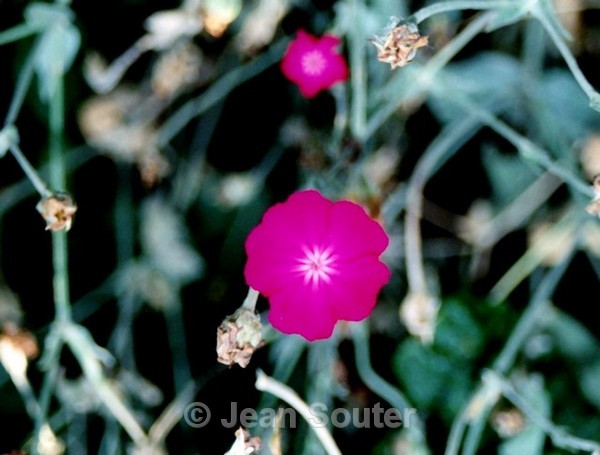C45 - Colour Images