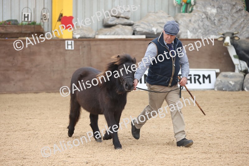 20251109-0017 - Class 2 - Yearling, Colt, filly or gelding
