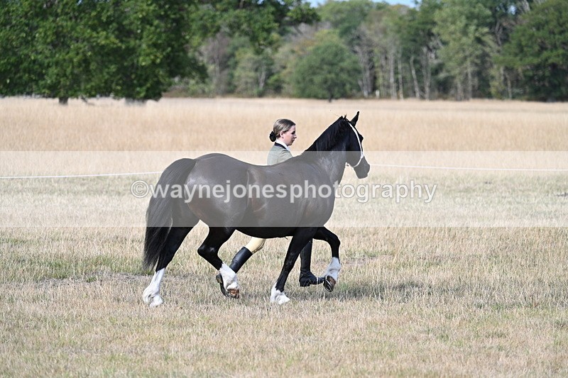 WJ7_8245 - In-hand Championship