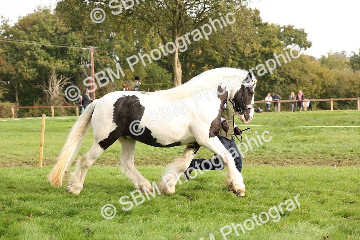 SBM_56793 - S54 - Piebald & Skewbald Horse In Hand