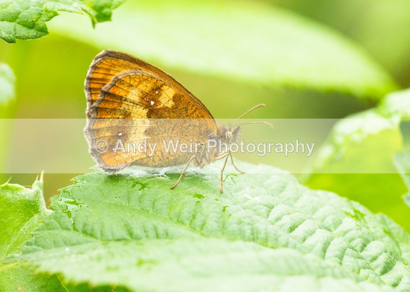 20160726-3K8A6009 - Butterflies & Moths
