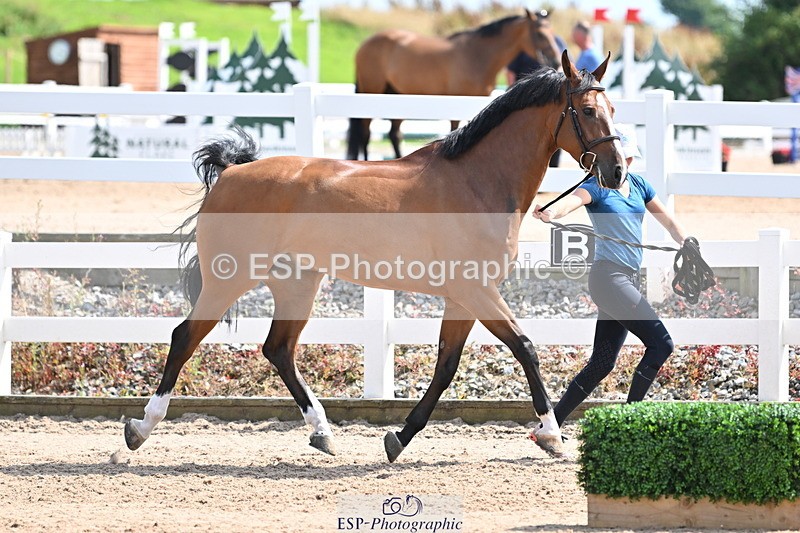 240717A-152059-02778 - Trot Up 3pm to 4pm