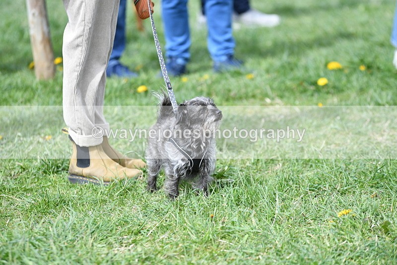 WJ5_9712 - Class 3 Most Handsome Dog