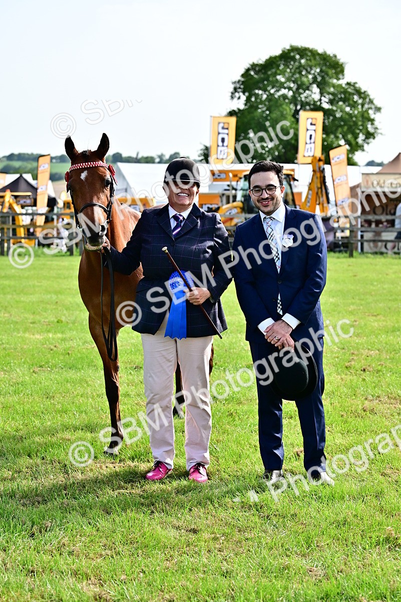 SBM_01009 - Class 46-49 - Arab and Part Bed-Anglo Arab In Hand