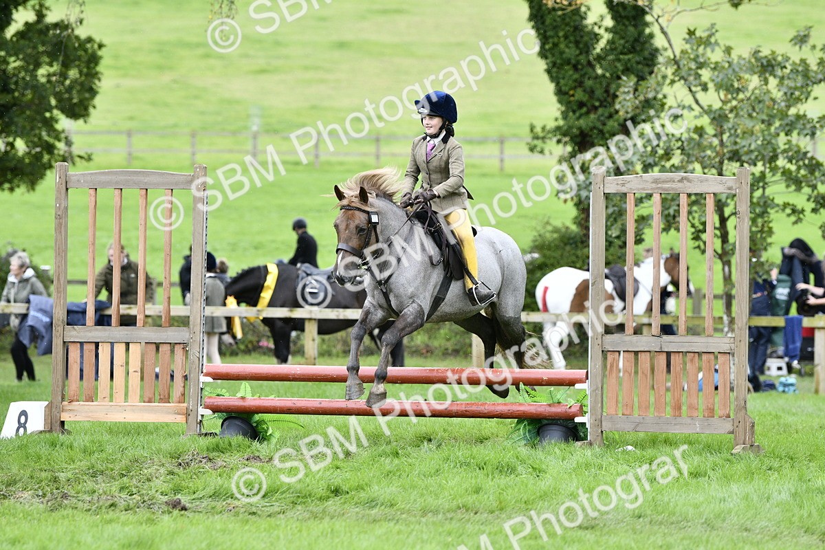 SBM_41335 - S32 - Mountain & Moorland Working Hunter Pony