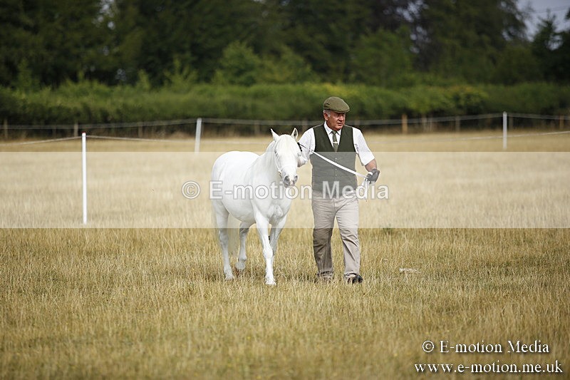 _C7A9175 - BVRC Sow 2018 Ring 2