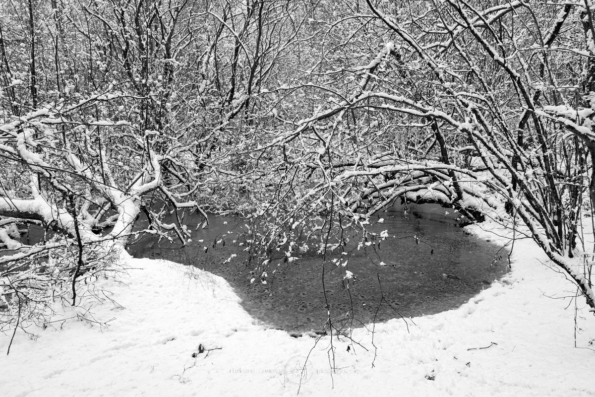 White pond - WINTER