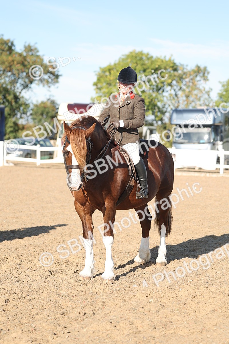 SBM_11066 - Class 302 - Ridden M&M Large Breeds