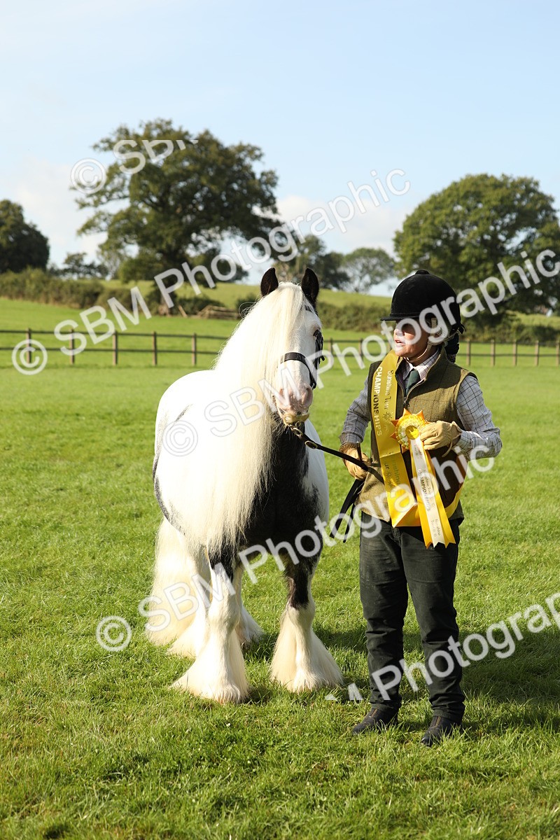 SBM_60991 - S43 - Coloured Pony In Hand