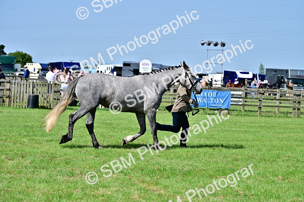 SBM_03342 - Class 50 - 54 Light Horse Breeding