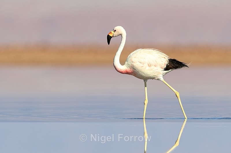 Side profile of Andean Flamingo, Laguna Chaxas, Chile - Andean Flamingo