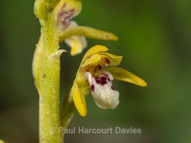 Coralroot (Corallorhiza trifida) - Wild Orchids 2021