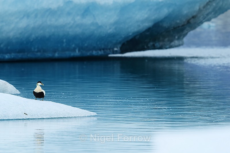 Eider standing on ice, Jokulsarlon, Iceland - Eider