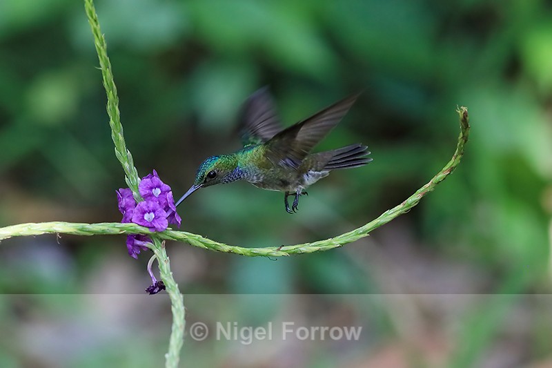 Charming Hummingbird feeding from flower, Drake Bay, Costa Rica - Charming Hummingbird