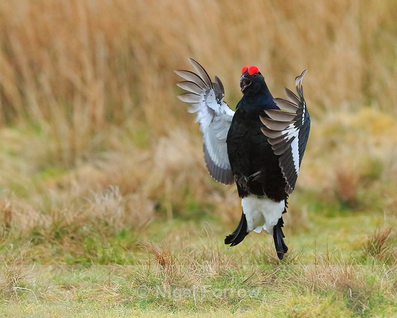 Black Grouse about to land, Scotland - Black Grouse