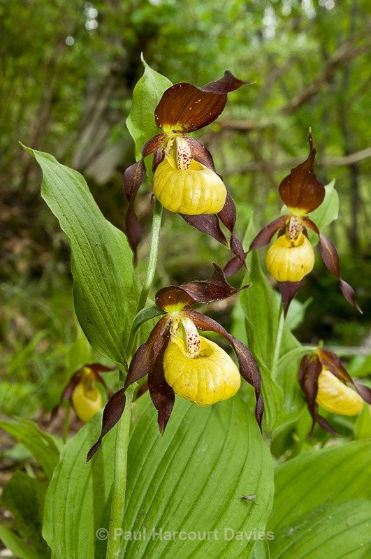  - Orchids - Various