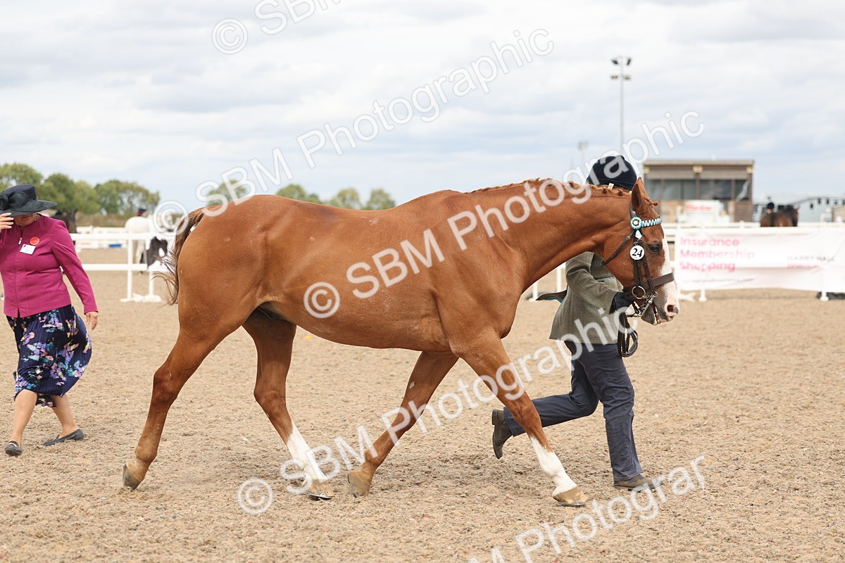 SBM_17012 - Class 312 - IH Competition Horse-Pony
