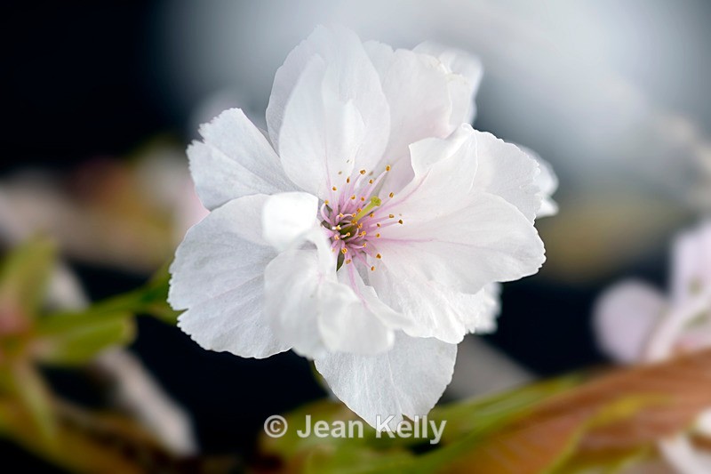White Cherry Blossom - 7014_00001 - White