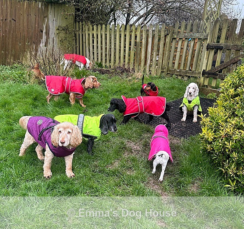  - Dogs
