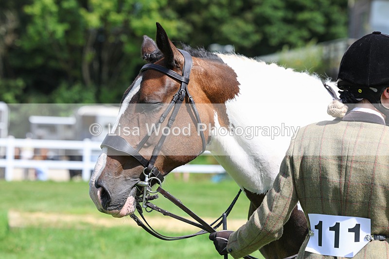 3E7A8748 - Class 5: Working Show Horse