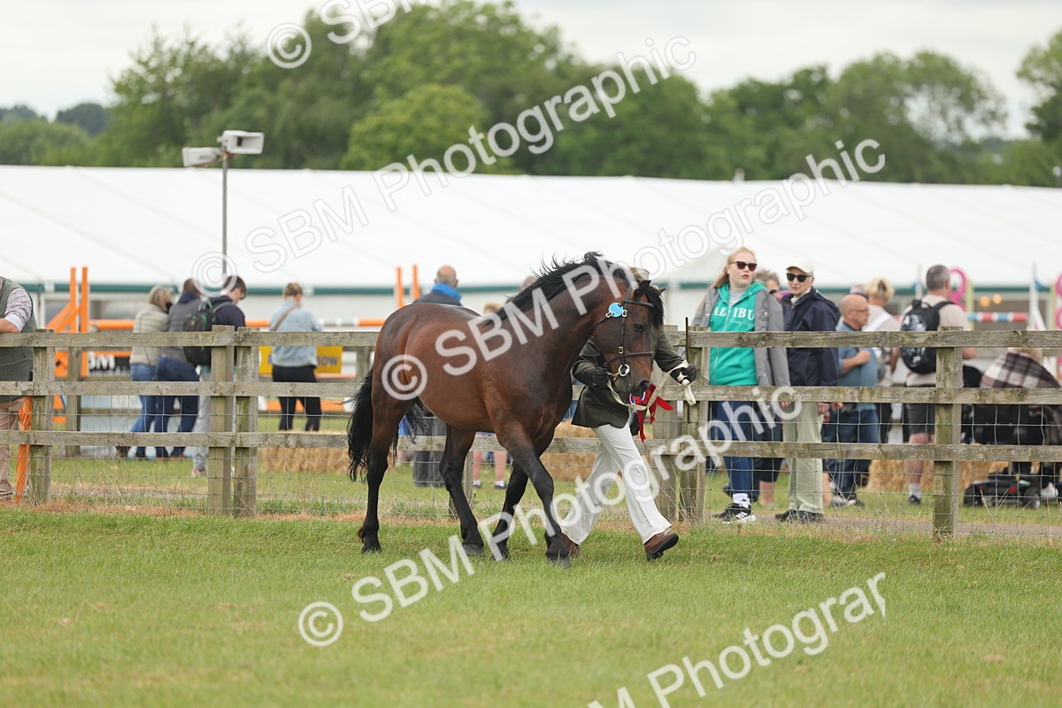 SBM_05036 - Class 50-57 - M&M Welsh Pony In Hand