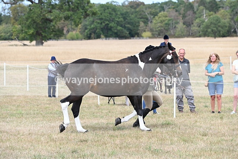 WJ6_6361 - Class 19 In-hand Veterans (Uploaded correct folder)