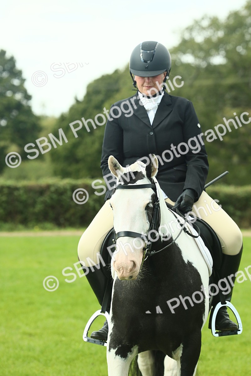 SBM_66439 - S34 - Rehabilitated Rescue Horse & Pony In Hand & Ridden