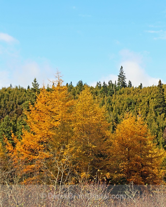 Larix laricina - Flora