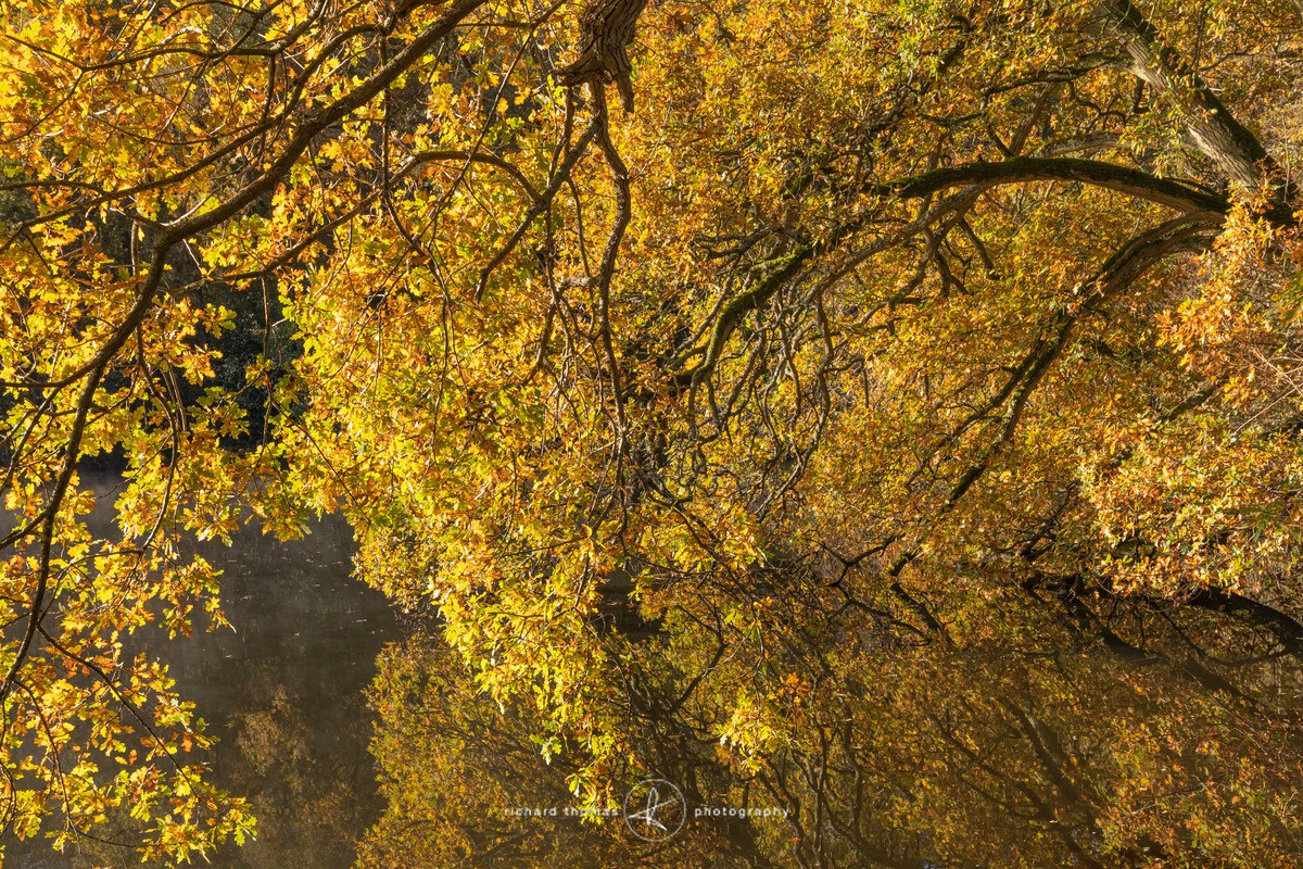 Golden reach - Freshwater