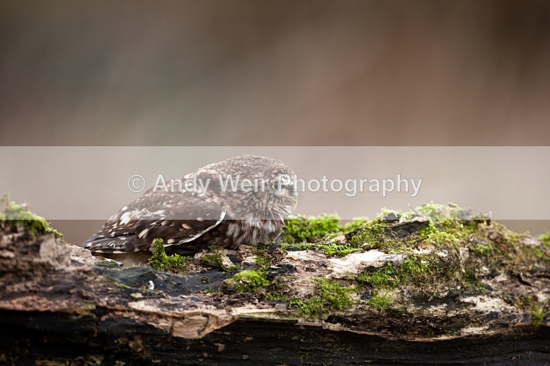 20110312-IMG_1284 - Little Owl