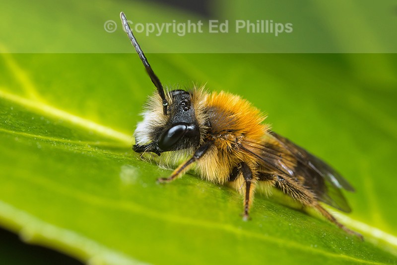Andrena fulva (m)