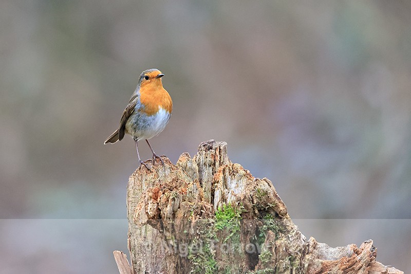 European Robin perched at Otterbourne, Hampshire - Robin