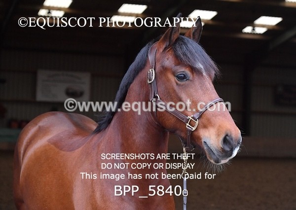 BPP_5840 - Marion West pony 3