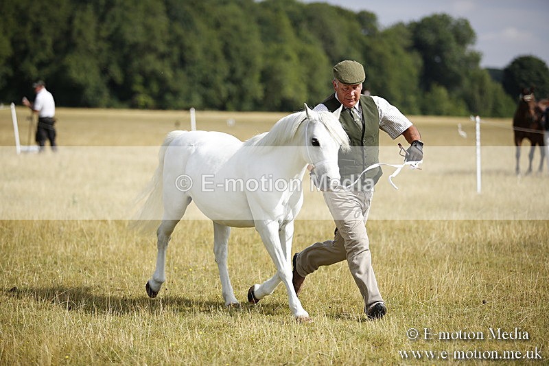 _C7A9251 - BVRC Sow 2018 Ring 2